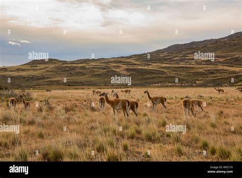 Wild guanacos in Patagonia National Park, Aysen, Patagonia, Chile Stock ...