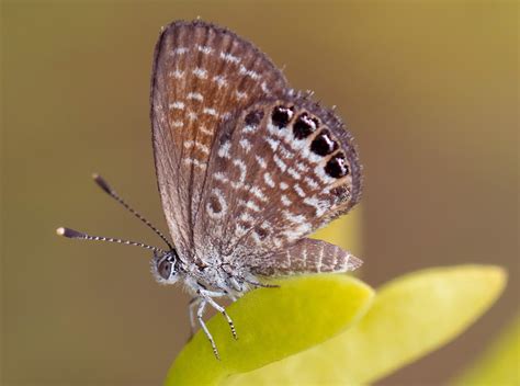 Butterfly experts aflutter over arrival of foreign species at Dead Sea | The Times of Israel