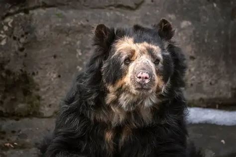 Spectacled Bear - Facts, Size, Diet, Pictures - All Animal Facts