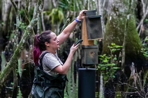 Prothonotary Monitoring and NestWatch | Audubon Center & Sanctuary at ...