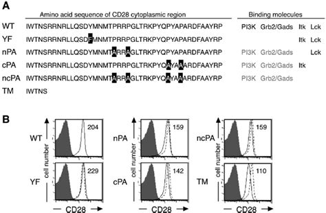 Generation of CD28 transgenic mice. (A) Amino acid sequences of WT or... | Download Scientific ...