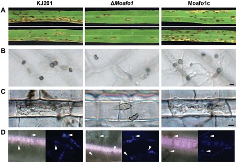 Pathogenicity assay and appressorium formation on different plant ...