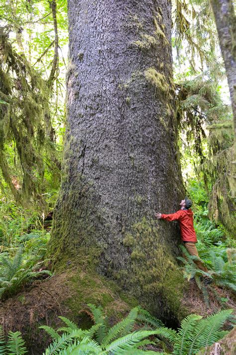 Conservation groups discover ancient old-growth forest near Port Renfrew: Grove home to record ...