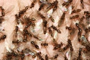 What is Swarming in My House?! - PermaTreat Pest & Termite Control