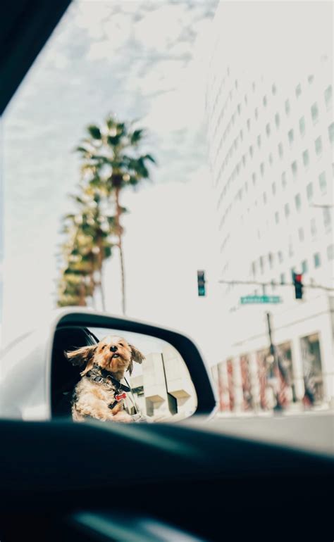 The 12 Best Car Accessories For Dog Owners | PupTraveller