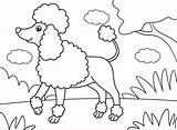 Poodle Coloring Page  Free Printable Coloring Pages sketch template