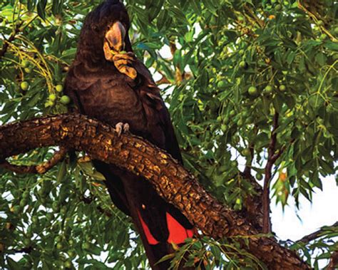 Outback Queensland wildlife - see them in nature at Cobbold Gorge