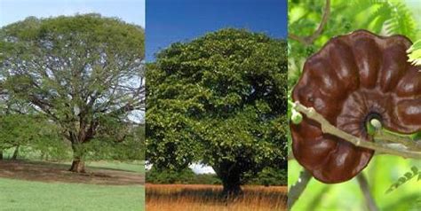 Árbol de parota, oreja de elefante, huanacaxtle, corotu, piñón de oreja ...