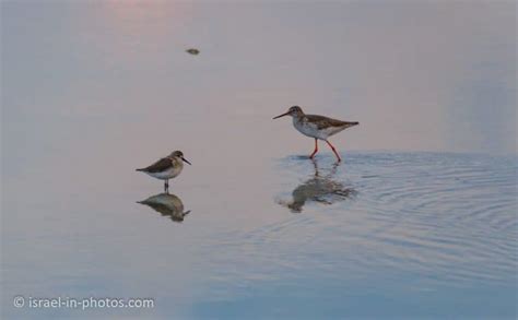 Flamingo Migration in Israel and a visit to Atlit - Israel in Photos