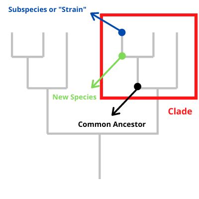 What are subspecies, strains, and clades in viruses and bacteria ...