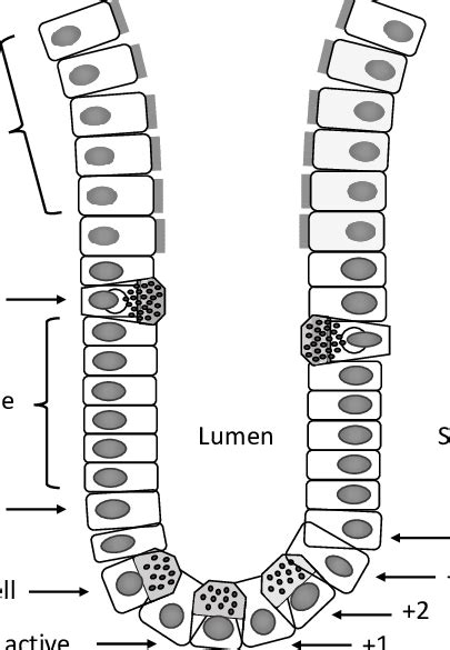 Schematic representation of the large intestine crypt. Each crypt ...