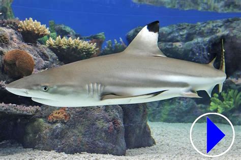 Blacktip Reef Shark Aquarium