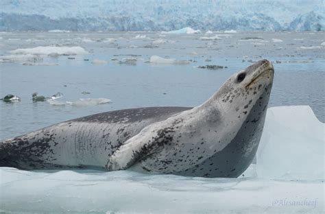 Foca Leopardo en Laguna San Rafael | Pepa | Alejandro Sánchez | Flickr