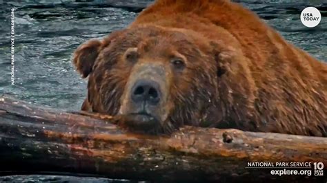 'Fat Bear Week' at Alaska's Katmai National Park is a game of survival