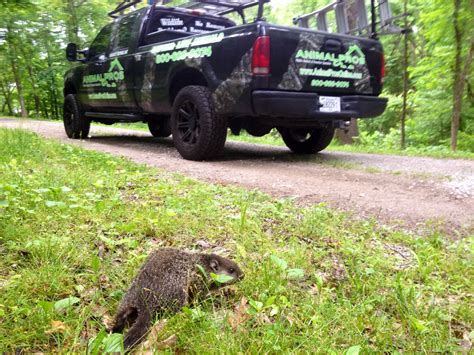 Tampa Groundhog Removal, Control, Trapping of Groundhogs