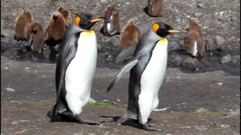 King penguins walking - YouTube