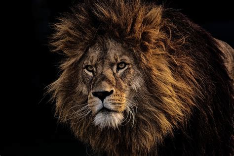 Lion Predator Dangerous - Free photo on Pixabay