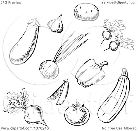 Clipart of Black and White Sketched Vegetables - Royalty Free Vector Illustration by Vector ...