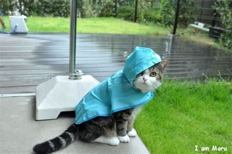 Funny and Wild Animals : Funny Animals in The Rain