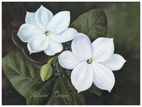 Arabian Jasmine- Philippines national flower, I want this as my next tattoo | Jasmine flower ...