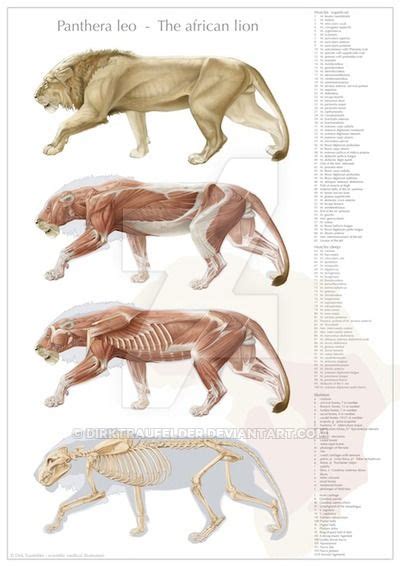 Lion anatomy, final version | Feline anatomy, Lion anatomy, Cat anatomy