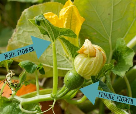 Why Does My Pumpkin Plant Only Produce Male Flowers | Best Flower Site