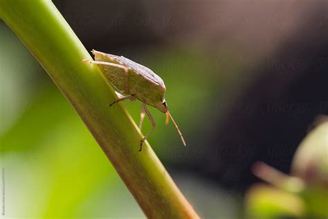 "Stink Bug Macro On A Plant Stem" by Stocksy Contributor "Brandon Alms" - Stocksy