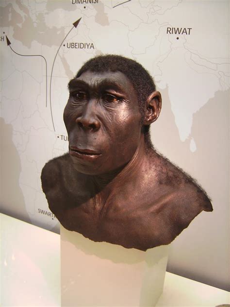 What it means to be a human: Homo erectus