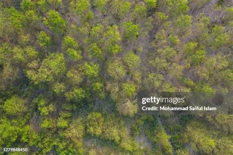 91 Sundarbans Aerial Stock Photos, High-Res Pictures, and Images ...