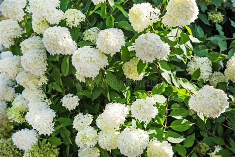 White Hortensia stock image. Image of park, plant, landscape - 25441189