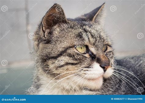 Cat 3 stock image. Image of face, aware, alert, kitty - 40882677