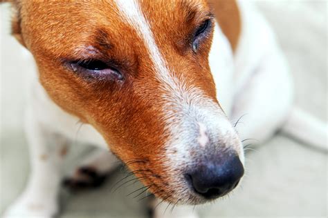 Dog Eye Discharge Home Remedy Treatment - Pretty Pets Kennel