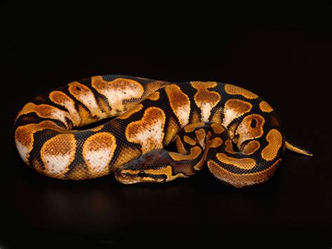 Morph List - World of Ball Pythons