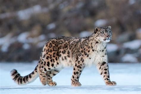 A veces ves el leopardo de las nieves - Jot Down Cultural Magazine