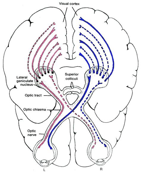 Visual processing System | Information Flow from Retina to Visual ...