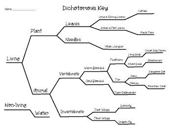 Dichotomous Key Plants