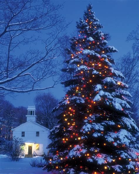 Christmas Lights On Outdoor Trees Ideas 2024 Christmas Lights Drive Thru Philadelphia 2024 ...