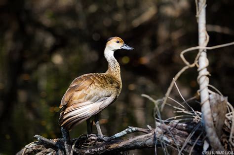 West Indian Whistling Duck | Will Burrard-Lucas