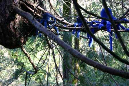 The Pacific Northwest Tree Octopus | Sightings