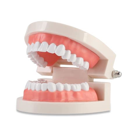 Buy Dental Adult Standard Teeth Model, Typodont Demonstration Denture Model|Mouth Teeth Model ...