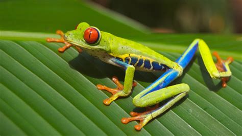 Frog Fact Sheet | Blog | Nature | PBS