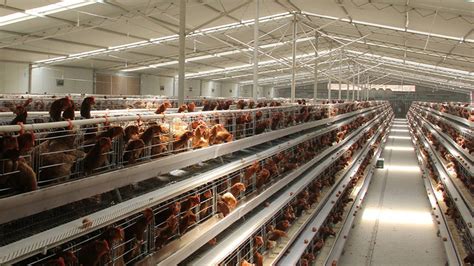 Battery Cages