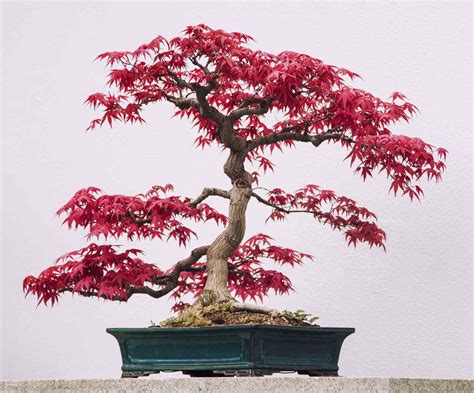 How to Grow and Care for Japanese Maple Bonsai