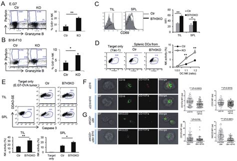 B7-H3 inhibition increases NK-cell function. (A) Expression of Perforin... | Download Scientific ...