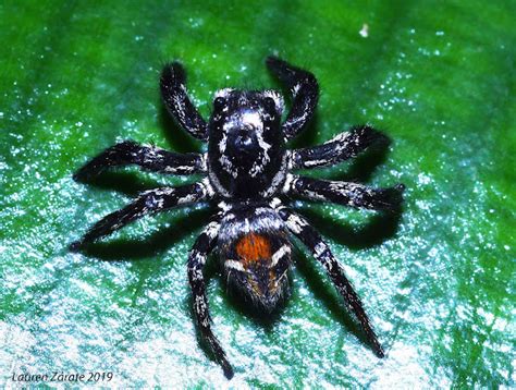Jumping Spider | Project Noah