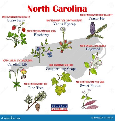 North Carolina. Set of USA Official State Symbols Stock Vector ...