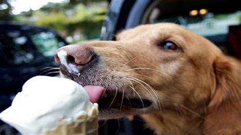 Dog Eating Ice Cream