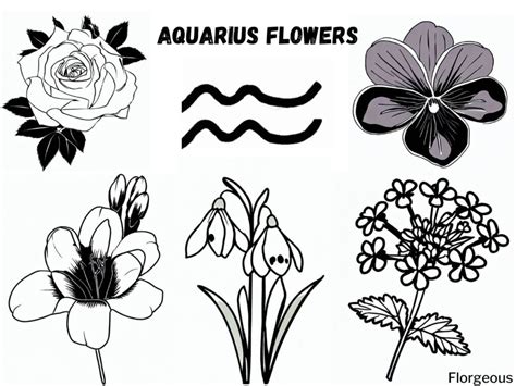 Aquarius Birth Flower Decoded: Exploring the Deep Meaning and Mystique | Florgeous