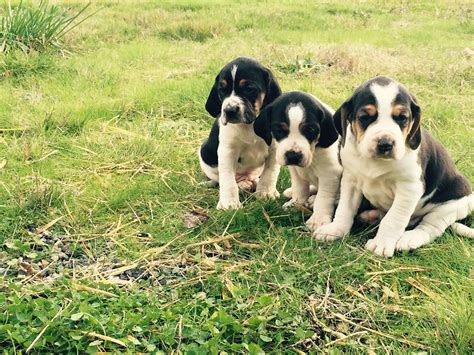 Walker hound pups from my last litter | Walker hound, Bear hunting, Hound