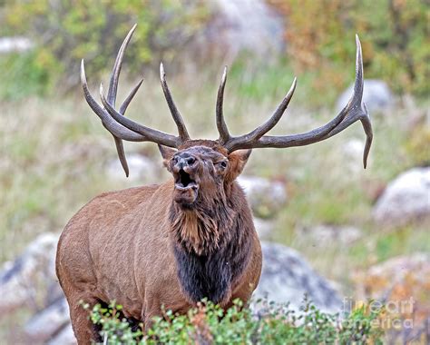 Elk Calling Photograph by Dale Erickson - Fine Art America